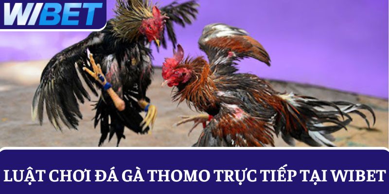 Chi tiết luật chơi cơ bản khi tham gia đá gà Thomo trực tiếp tại WIBET