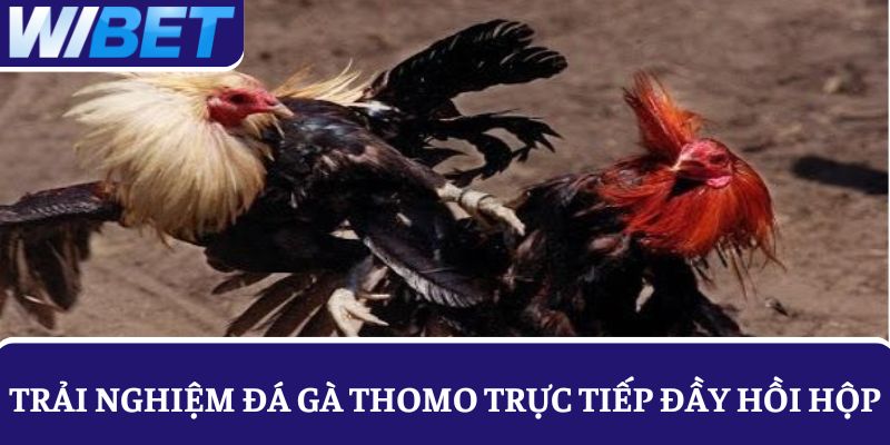 Trải nghiệm đá gà Thomo trực tiếp đầy hồi hộp